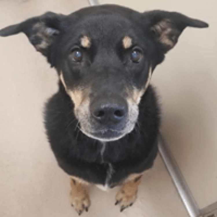 Metairie Small Animal Hospital Main Hospital Metairie, LA