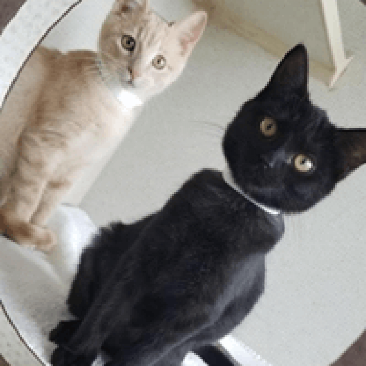 Metairie Small Animal Hospital Main Hospital – Metairie, LA