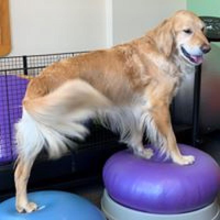 Riverbend Animal Hospital – Hadley, MA