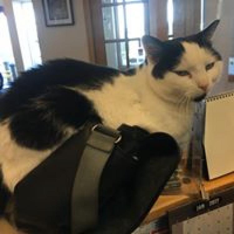 Riverbend Animal Hospital – Hadley, MA