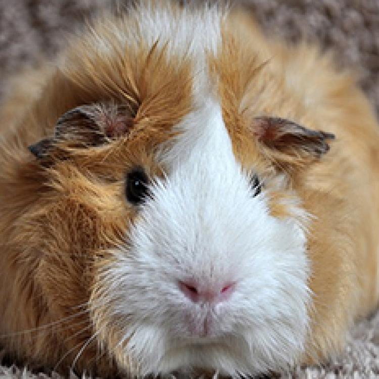 Norton Animal Hospital – Norton, MA Norton Animal Hospital – Norton, MA
