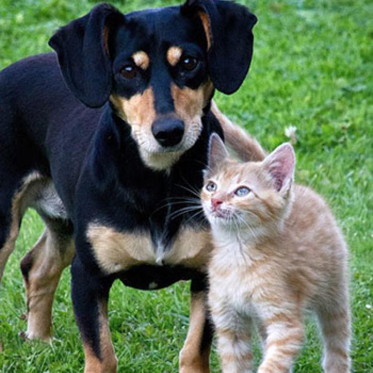 Norton Animal Hospital – Norton, MA Norton Animal Hospital – Norton, MA