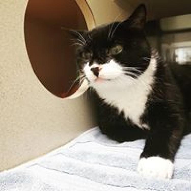 a cat clinic boyds