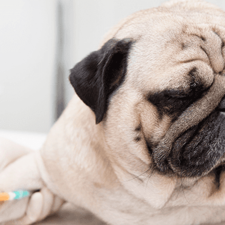 Dundalk Animal Hospital – Dundalk, MD