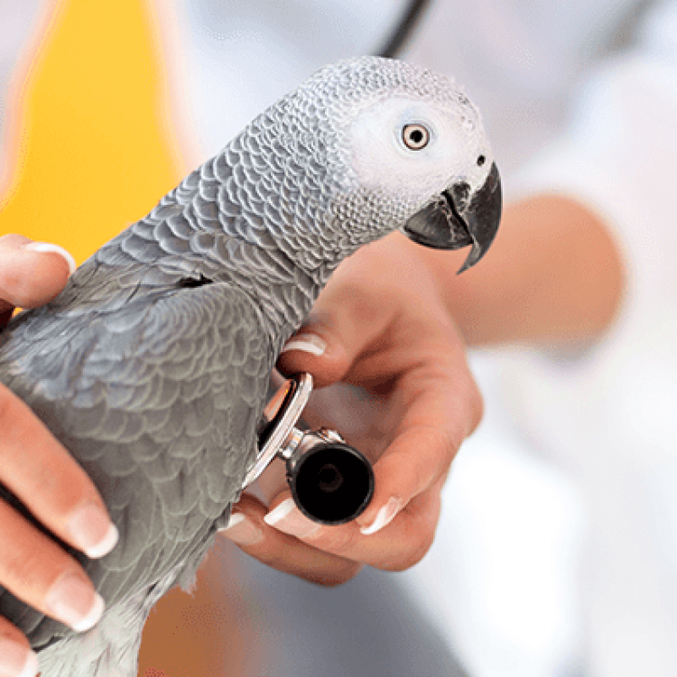 Dundalk Animal Hospital – Dundalk, MD