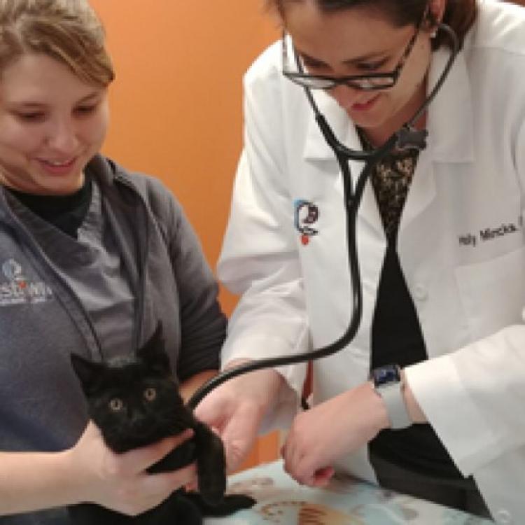 Eastown Veterinary Clinic Grand Rapids, MI