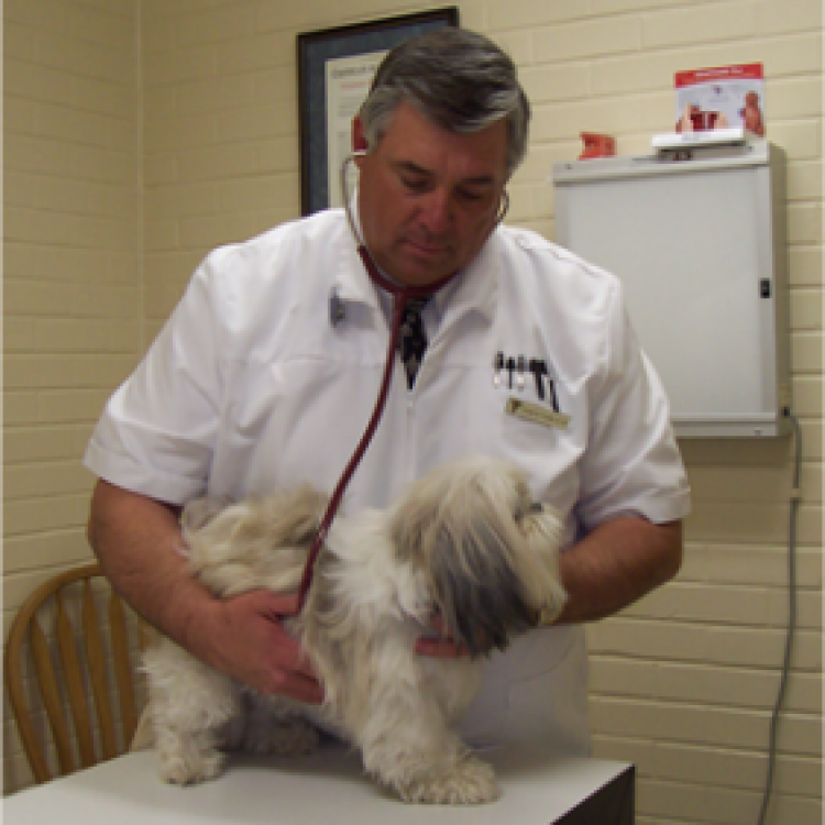 Wiseman Animal Hospital Tucson, AZ