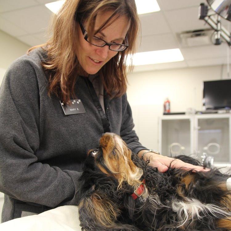 Veterinary Emergency Service West Plymouth, MI