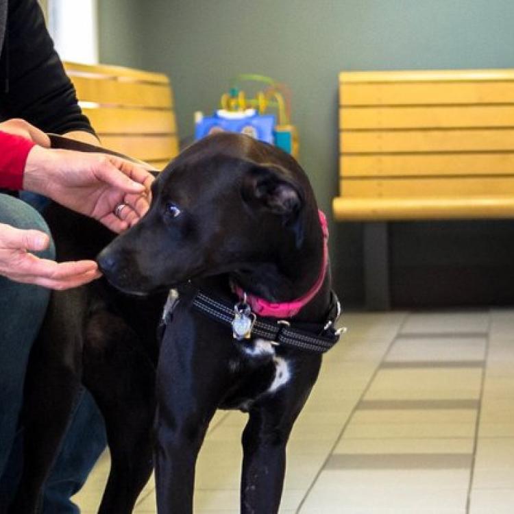 Veterinary Emergency Service West Plymouth, MI