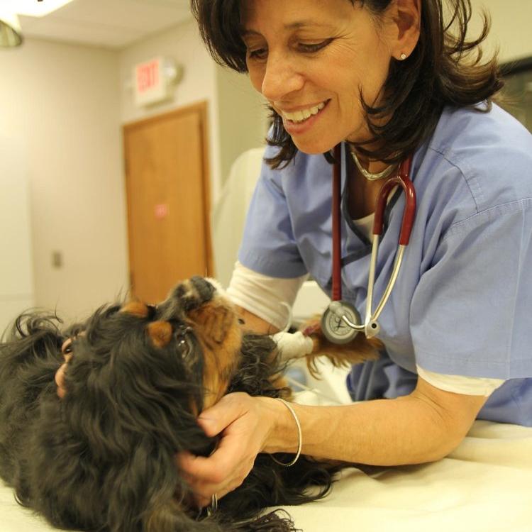 Veterinary Emergency Service West Plymouth, MI
