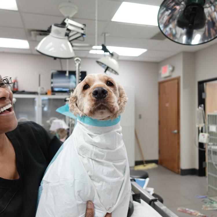 Veterinary Emergency Service West Plymouth, MI