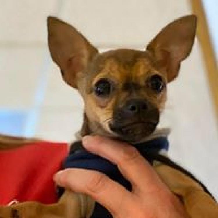 Gratiot Animal Hospital Saginaw Mi Gratiot Animal Hospital Saginaw Mi