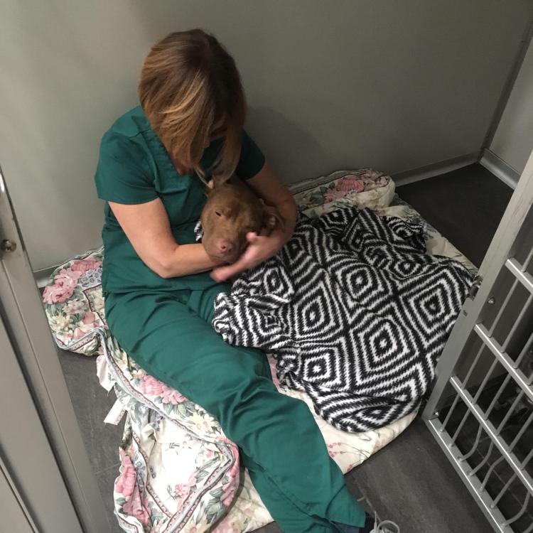 Greenfield Animal Hospital – Southfield, MI Greenfield Animal Hospital – Southfield, MI