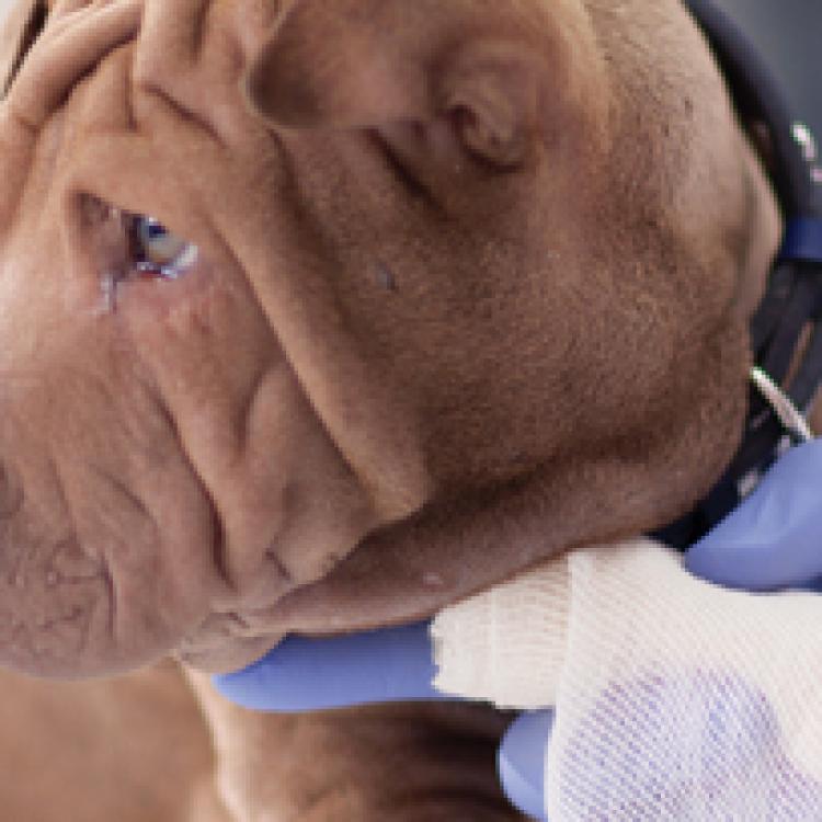 The St. Louis Animal Emergency Clinic Saint Louis, MO