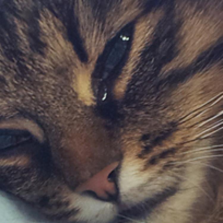 The St. Louis Animal Emergency Clinic Saint Louis, MO