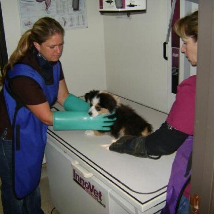 San Joaquin Veterinary Hospital Bakersfield, CA