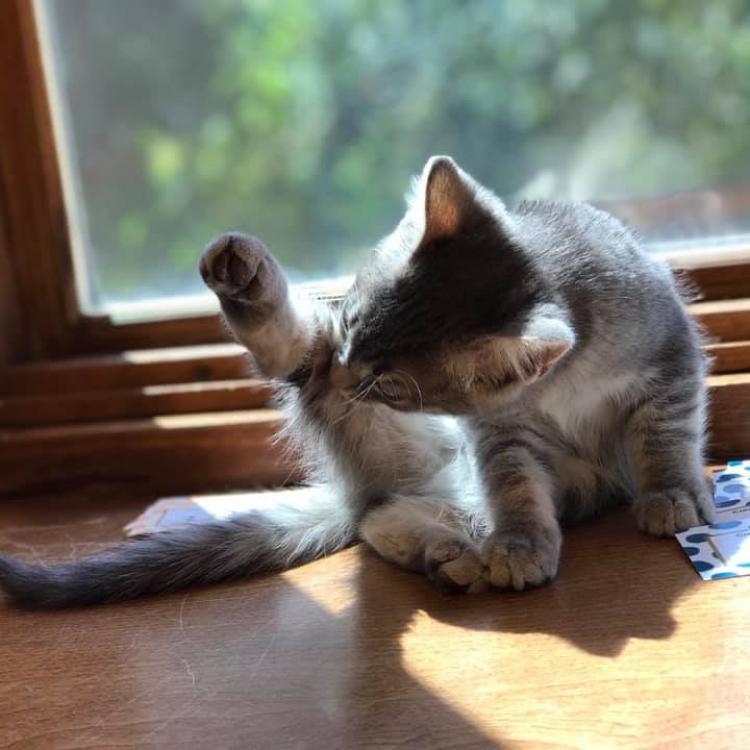 Creekside Veterinary Hospital – Bozeman, MT