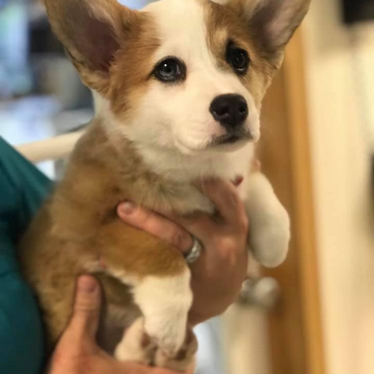 Creekside Veterinary Hospital – Bozeman, MT