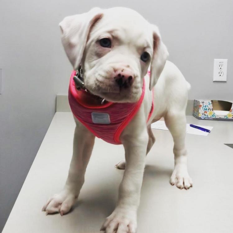 Riverbark Veterinary Hospital Fayetteville Fayetteville, NC