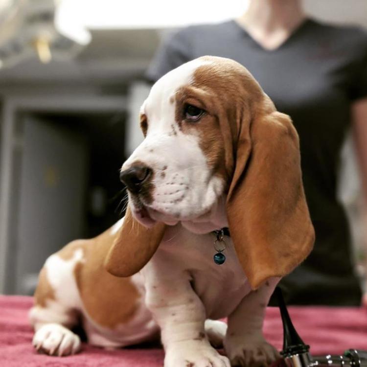 Riverbark Veterinary Hospital Fayetteville Fayetteville, NC