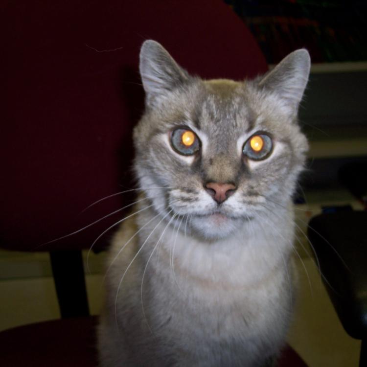 Small Animal Emergency Services Vass, NC