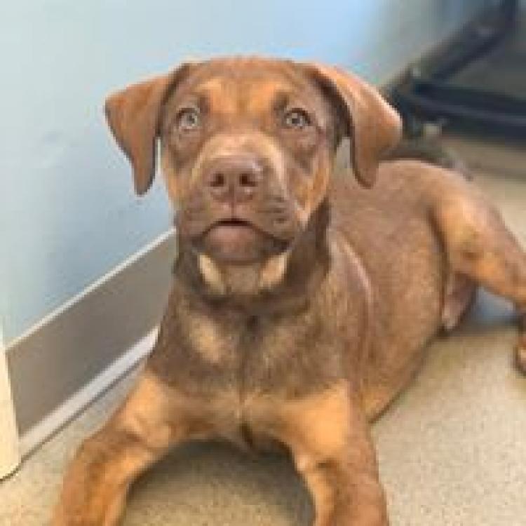 Companion Pet Care Littleton Nh