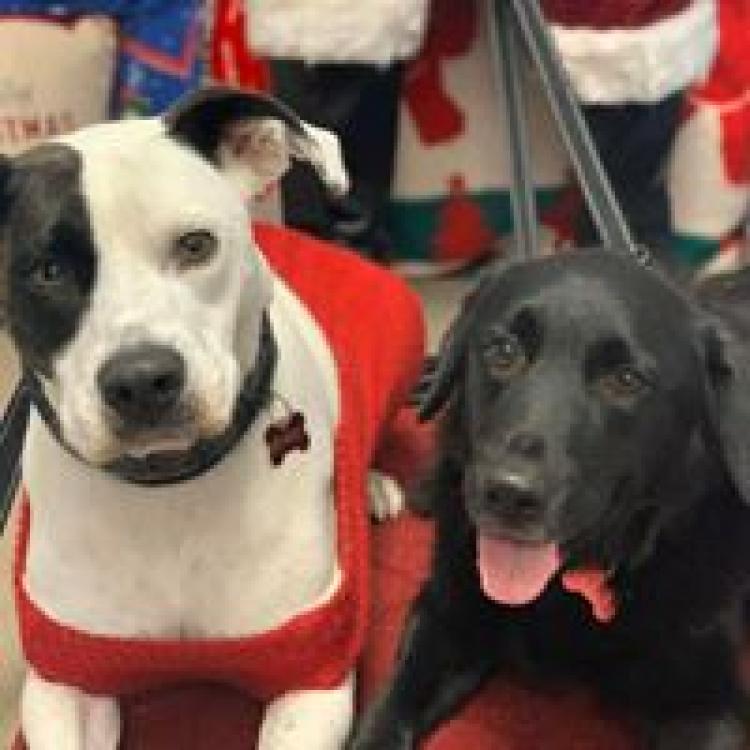 Companion Pet Care Littleton Nh
