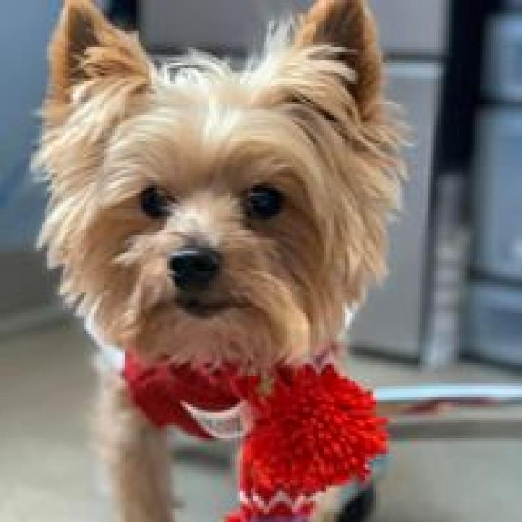 Companion Pet Care Littleton Nh