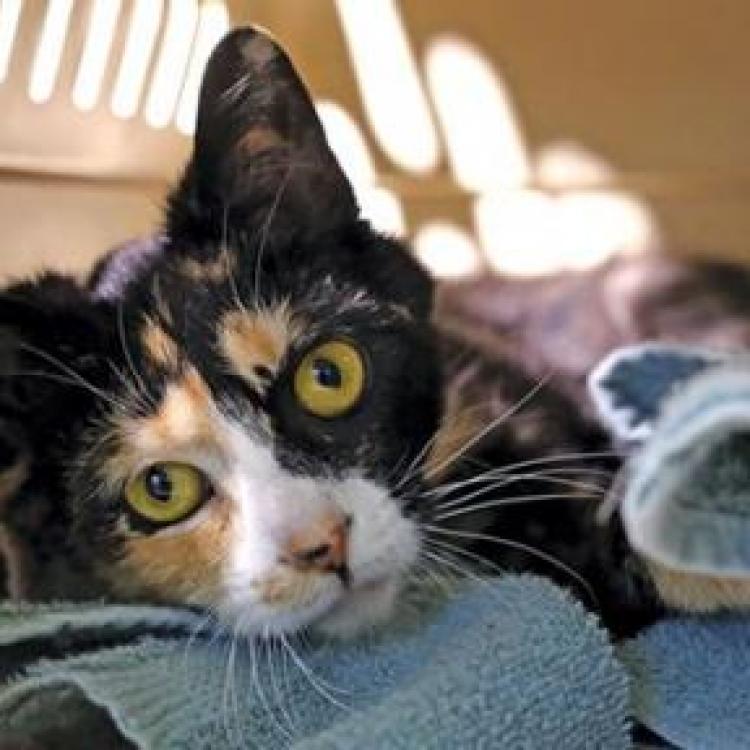 Harlingen Veterinary Clinic Belle Mead, NJ