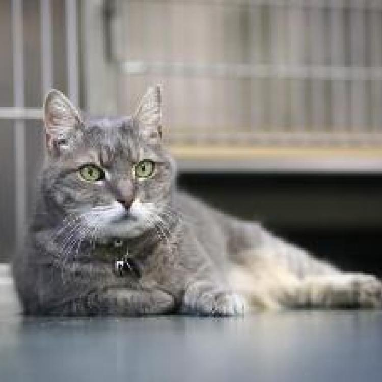 Harlingen Veterinary Clinic Belle Mead, NJ