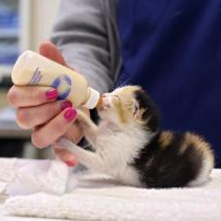 Harlingen Veterinary Clinic Belle Mead, NJ