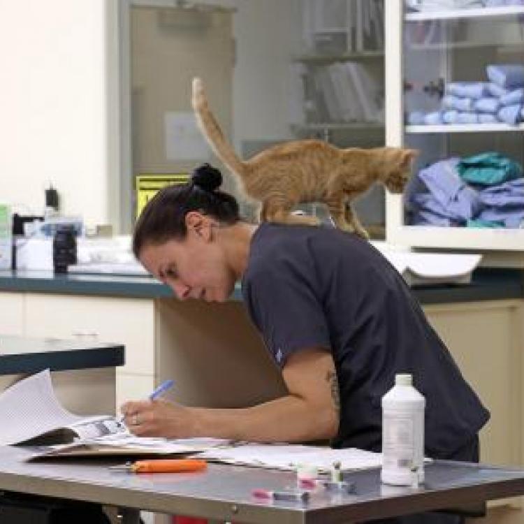 Harlingen Veterinary Clinic Belle Mead, NJ