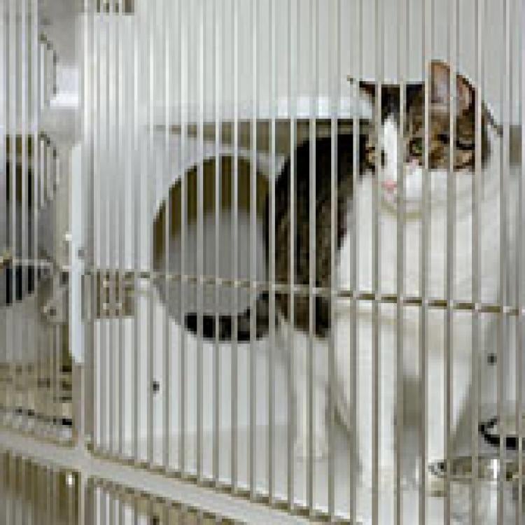 Cresskill Animal Hospital Cresskill, NJ