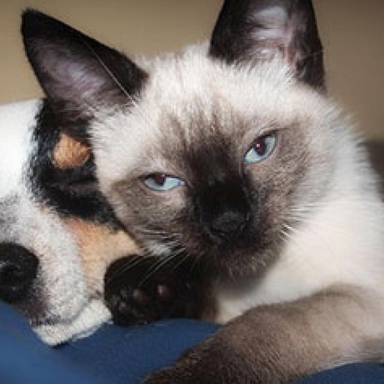 Cresskill Animal Hospital Cresskill, NJ