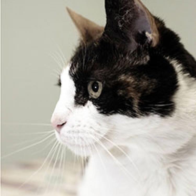 Cresskill Animal Hospital Cresskill, NJ