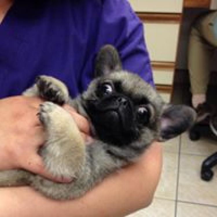 East Lohman Veterinary Clinic Las Cruces, NM