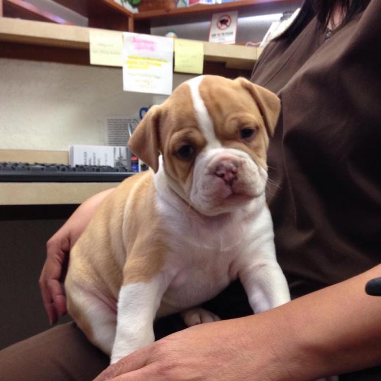 East Lohman Veterinary Clinic Las Cruces, NM