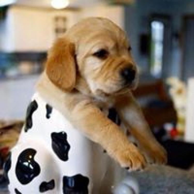 East Lohman Veterinary Clinic Las Cruces, NM