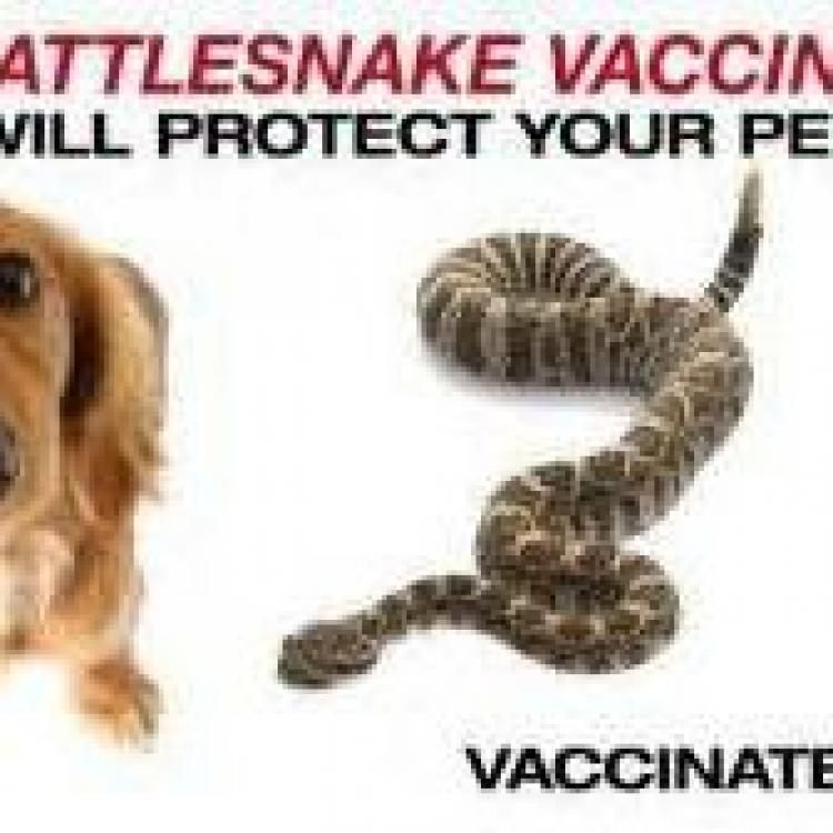arrow animal hospital los lunas