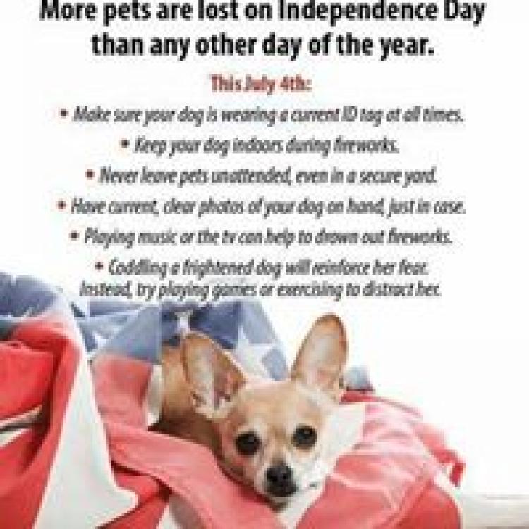 Rocky shores veterinary hospital hot sale