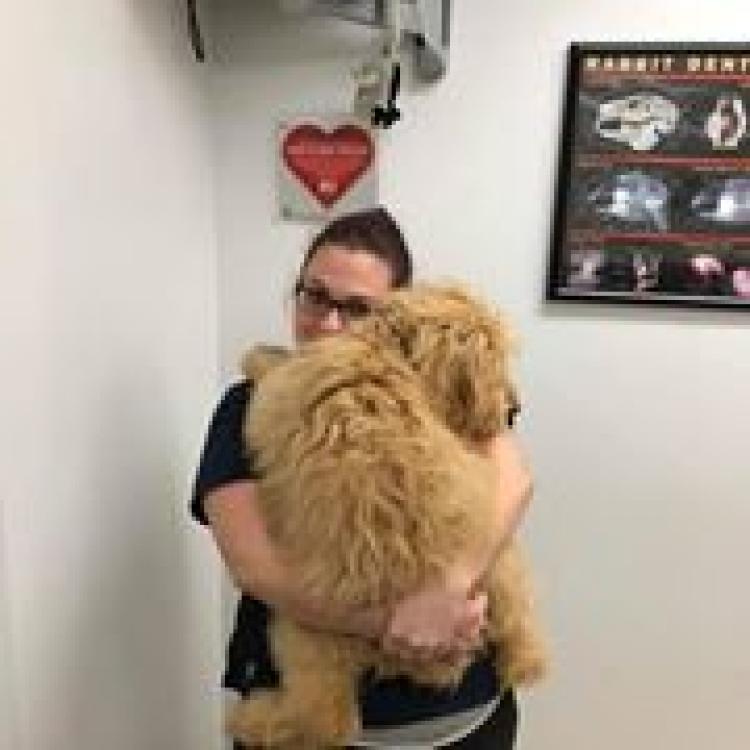 RyeHarrison Veterinary Hospital Rye, NY