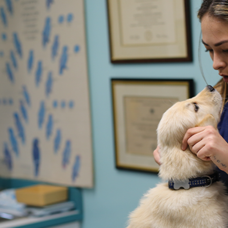 RyeHarrison Veterinary Hospital Rye, NY