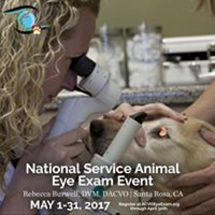 Eye Care For Animals Culver City Ca