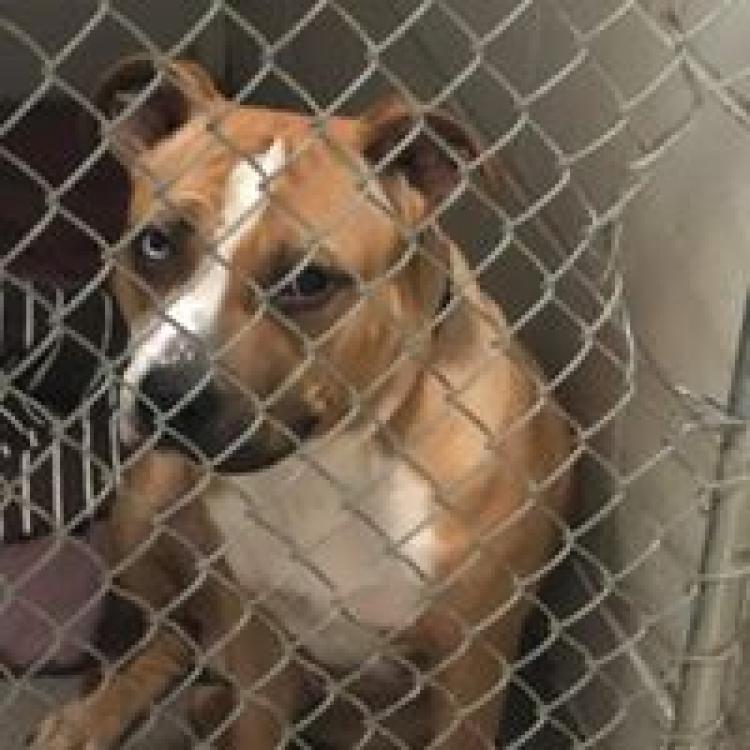 Animal Emergency Service – Selden, NY Animal Emergency Service – Selden, NY