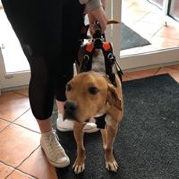 northtowns emergency animal hospital