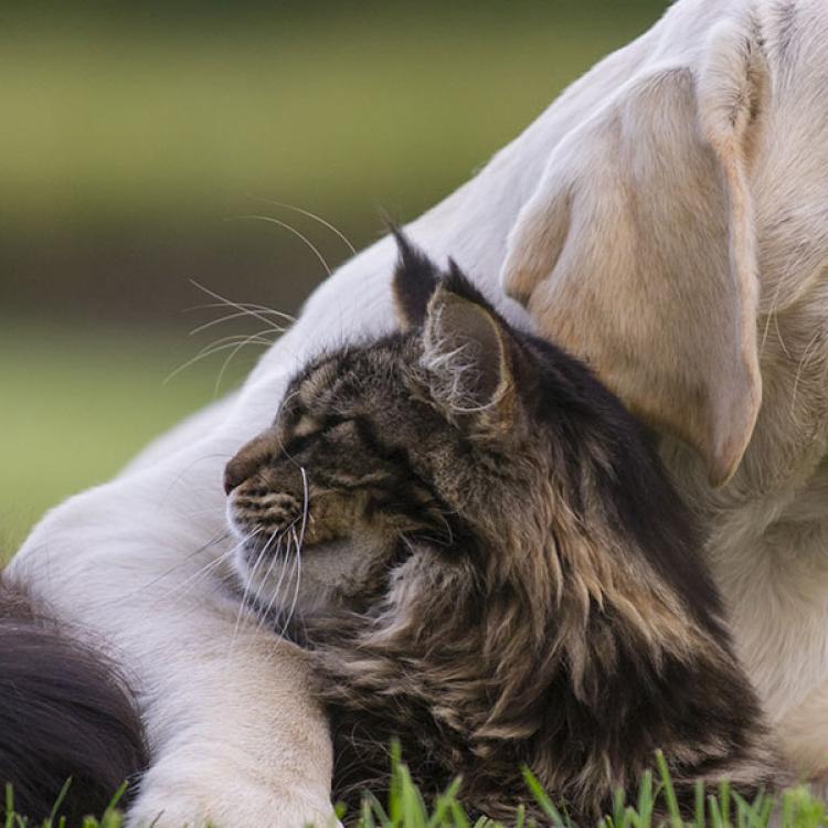 Healthy pets sale of westgate