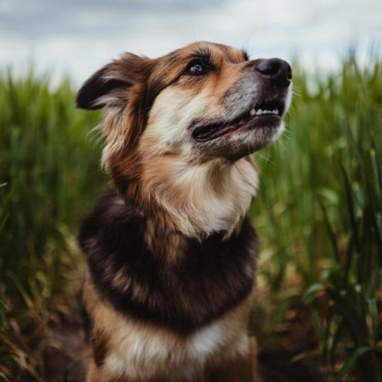 northview animal hospital ohio
