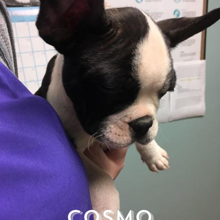 Lakeview Pet Hospital – Oklahoma City, OK Lakeview Pet Hospital – Oklahoma City, OK