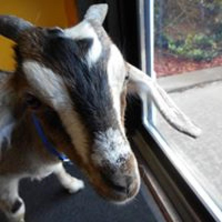 Lewisburg Veterinary Hospital Lewisburg Pa