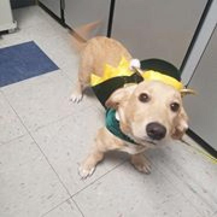 Lewisburg Veterinary Hospital Lewisburg Pa